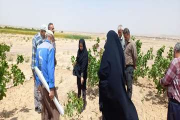 مدیریت پسته12